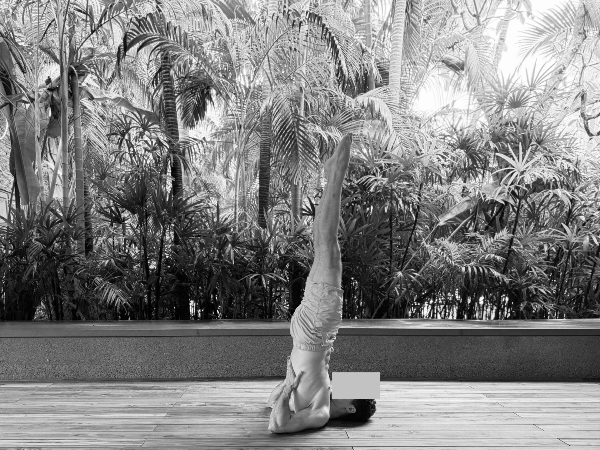 Sarvangasana, the shoulder stand, practised outdoors among palms